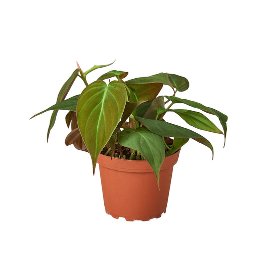 Philodendron 'Velvet' – Velvet Heartleaf Philodendron – Philodendron Micans Velvet – Easy Indoor Trailing Plant – Terrarium Plant – Vivarium & Reptile Safe Plant