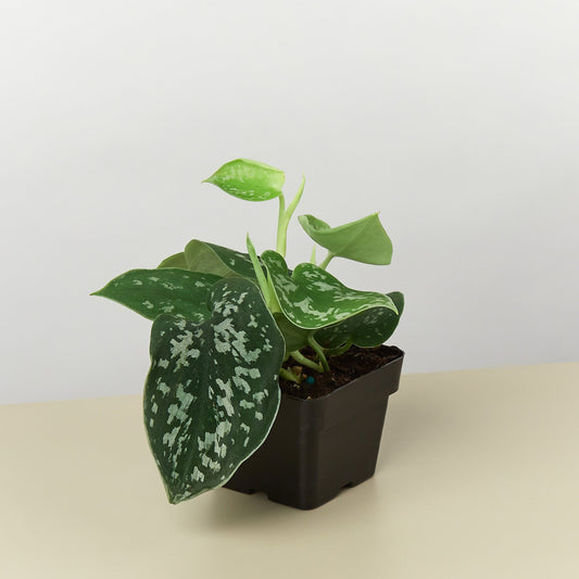 Bundle: Crested Gecko Safe Plant Kit – Bioactive Enclosure