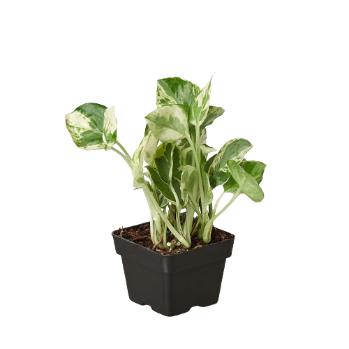 Beginner Terrarium Starter Kit – Easy Care, Low Light Plants
