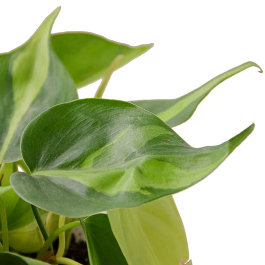 Philodendron Brasil – Variegated Philodendron – Easy Houseplant – Trailing Plant – Terrarium Vine
