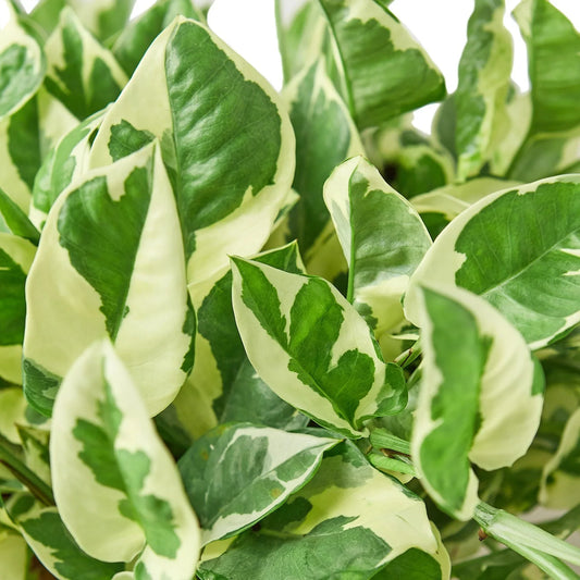 Pothos N Joy – Variegated Pothos – Small Indoor Plant – Easy Care Houseplant