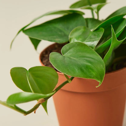 Philodendron Cordatum Heartleaf - Philodendron Heartleaf – Easy Indoor Plant – Low Light Houseplant – Trailing Vine