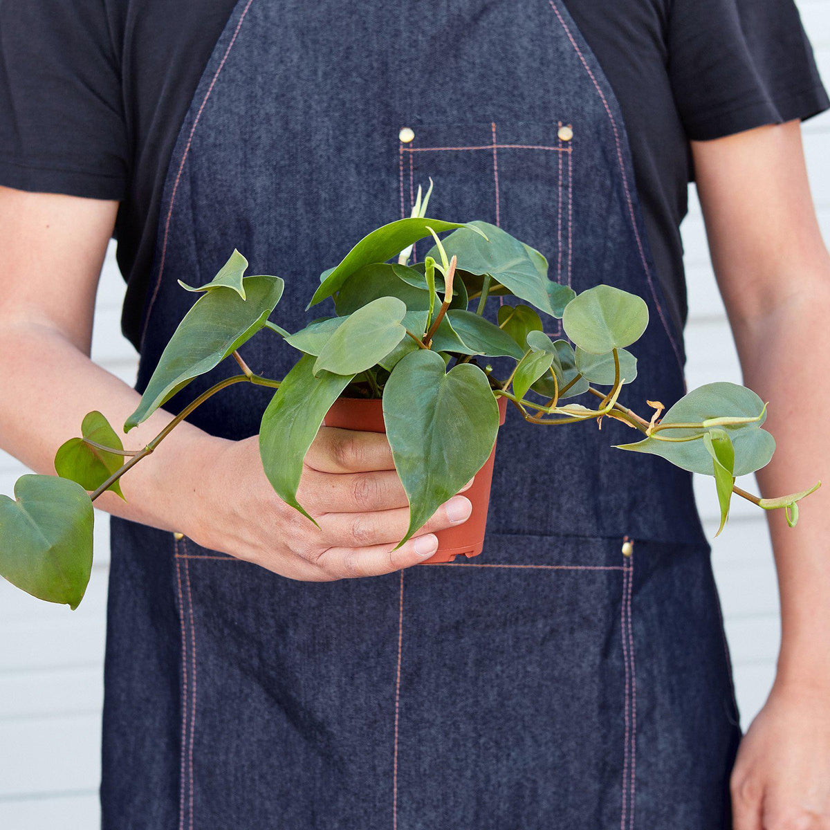 Philodendron Cordatum Heartleaf - Philodendron Heartleaf – Easy Indoor Plant – Low Light Houseplant – Trailing Vine
