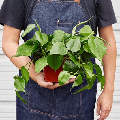 Philodendron Cordatum Heartleaf - Philodendron Heartleaf – Easy Indoor Plant – Low Light Houseplant – Trailing Vine