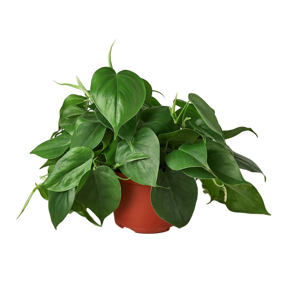 Philodendron Cordatum Heartleaf - Philodendron Heartleaf – Easy Indoor Plant – Low Light Houseplant – Trailing Vine