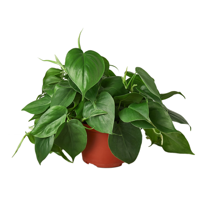 Philodendron Cordatum Heartleaf - Philodendron Heartleaf – Easy Indoor Plant – Low Light Houseplant – Trailing Vine
