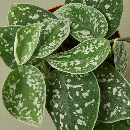 Pothos 'Satin' - House Plant Shop