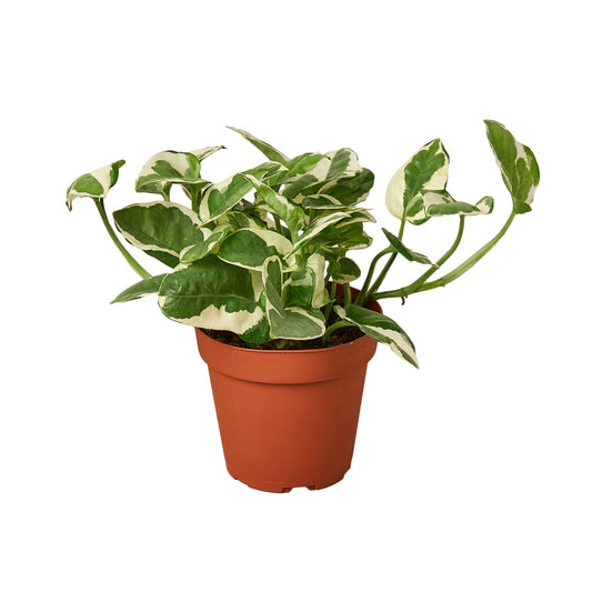 Pothos N Joy – Variegated Pothos – Small Indoor Plant – Easy Care Houseplant