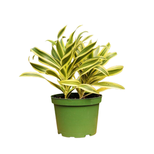 1 Mystery Plant Monthly Subscription Box