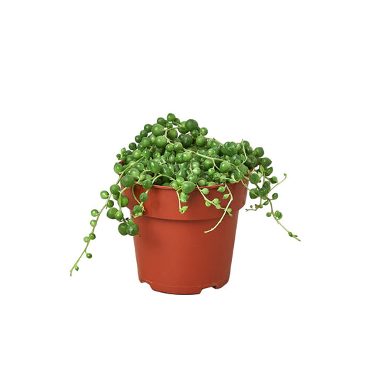String of Pearls – Trailing Succulent –  Hanging Plant – Open Terrarium Plant