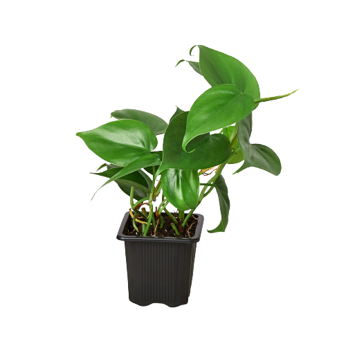Philodendron Cordatum Heartleaf - Philodendron Heartleaf – Easy Indoor Plant – Low Light Houseplant – Trailing Vine