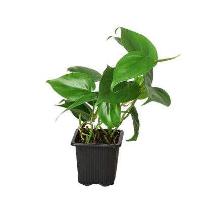 Philodendron Cordatum Heartleaf - Philodendron Heartleaf – Easy Indoor Plant – Low Light Houseplant – Trailing Vine