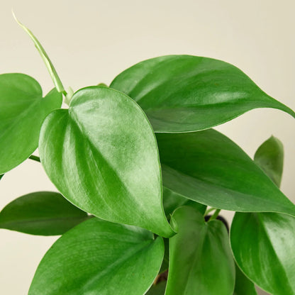 Philodendron Cordatum Heartleaf - Philodendron Heartleaf – Easy Indoor Plant – Low Light Houseplant – Trailing Vine