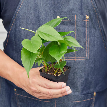 Philodendron Cordatum Heartleaf - Philodendron Heartleaf – Easy Indoor Plant – Low Light Houseplant – Trailing Vine