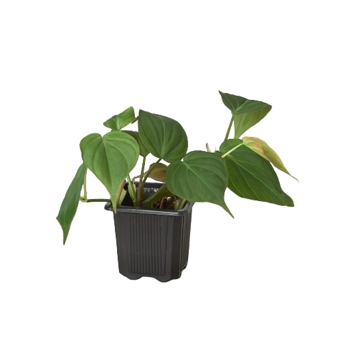 Philodendron 'Velvet' – Velvet Heartleaf Philodendron – Philodendron Micans Velvet – Easy Indoor Trailing Plant – Terrarium Plant – Vivarium & Reptile Safe Plant