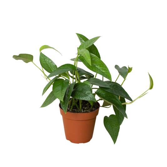 Cebu Blue Pothos – Blue Green Vine – Rare Pothos – Fast Growing Houseplant