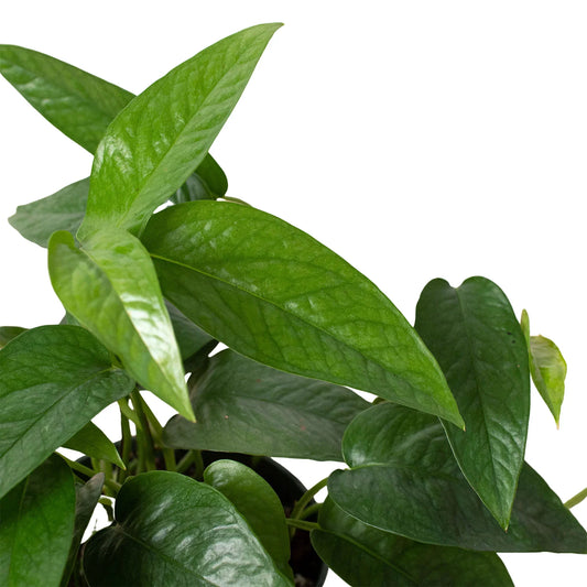 Cebu Blue Pothos – Blue Green Vine – Rare Pothos – Fast Growing Houseplant