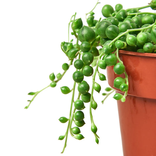 String of Pearls – Trailing Succulent –  Hanging Plant – Open Terrarium Plant