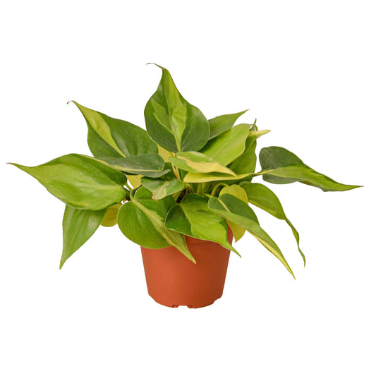 Bundle: Lush Jungle Vivarium Plant Pack – Tropical Bioactive