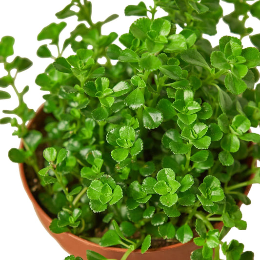 Nettles Baby Tears Plant – Terrarium Ground Cover – Live Moss Alternative – Humidity Plant