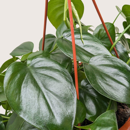Philodendron Cordatum Heartleaf - Philodendron Heartleaf – Easy Indoor Plant – Low Light Houseplant – Trailing Vine