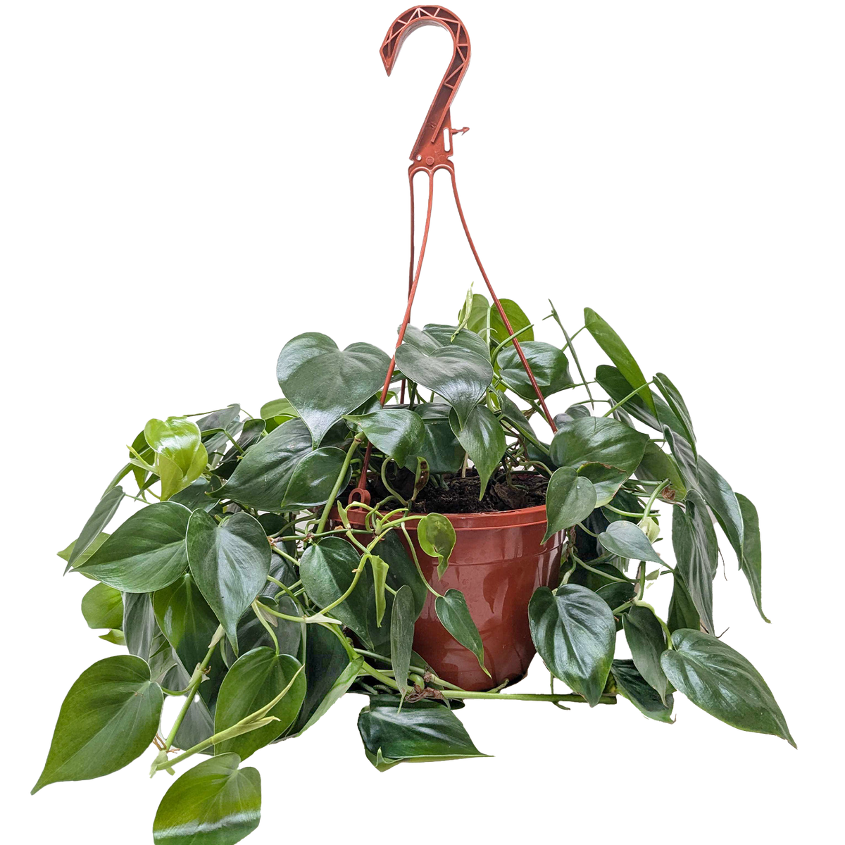Philodendron Cordatum Heartleaf - Philodendron Heartleaf – Easy Indoor Plant – Low Light Houseplant – Trailing Vine
