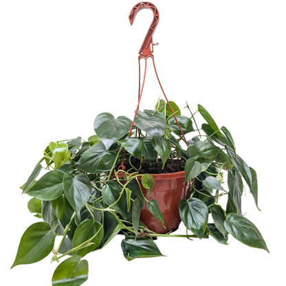 Philodendron Cordatum Heartleaf - Philodendron Heartleaf – Easy Indoor Plant – Low Light Houseplant – Trailing Vine