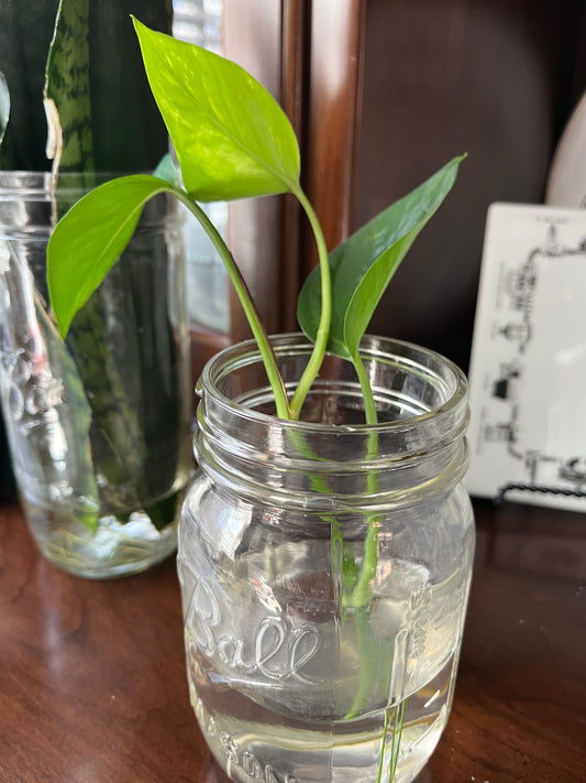 Pathos cutting with root