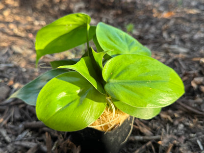 Philodendron Cordatum Heartleaf - Philodendron Heartleaf – Easy Indoor Plant – Low Light Houseplant – Trailing Vine