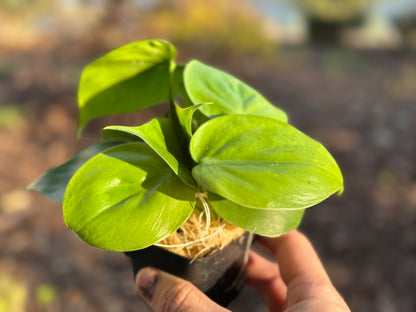 Philodendron Cordatum Heartleaf - Philodendron Heartleaf – Easy Indoor Plant – Low Light Houseplant – Trailing Vine