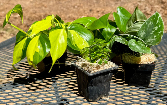 Bundle: Crested Gecko Safe Plant Kit – Bioactive Enclosure