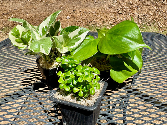 Beginner Terrarium Starter Kit – Easy Care, Low Light Plants