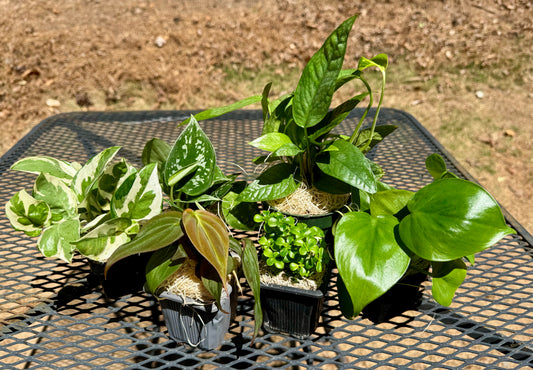Bundle: Lush Jungle Vivarium Plant Pack – Tropical Bioactive