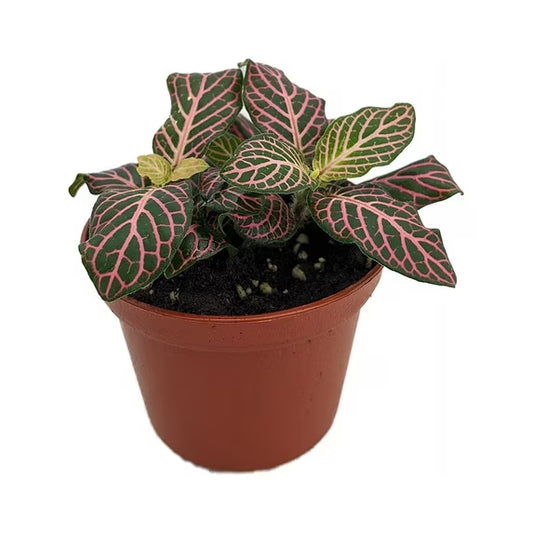 Pink Fittonia