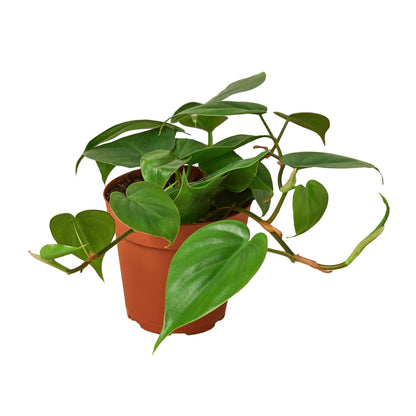 Philodendron Cordatum Heartleaf - Philodendron Heartleaf – Easy Indoor Plant – Low Light Houseplant – Trailing Vine