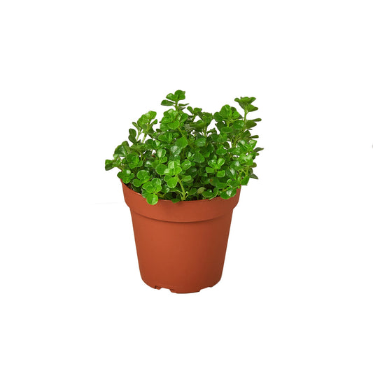 Nettles Baby Tears Plant – Terrarium Ground Cover – Live Moss Alternative – Humidity Plant