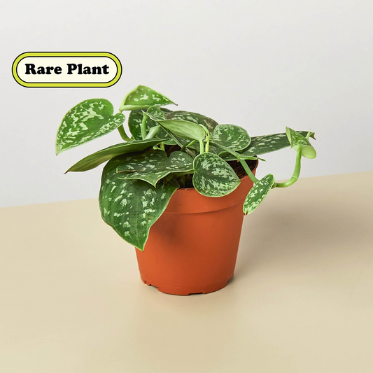 Satin Pothos - Silver Vine Terrarium Plant - Easy Houseplant -Vivarium Safe Plant - Reptile Enclosure Plant - Scindapsus pictus ‘Argyraeus’